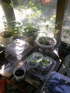 A small view of the greenhouse happenings